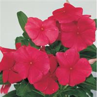 Victory Red Vinca