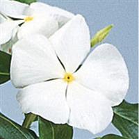 Victory Pure White Vinca