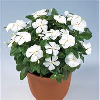 Victory Pure White Vinca