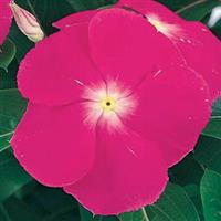 Victory Deep Pink Vinca