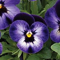 Penny Denim Jump-Up Viola
