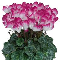Indiaka<sup>®</sup> Midi Magenta Cyclamen