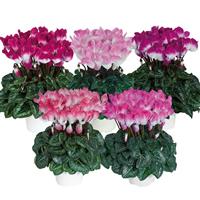 Indiaka<sup>®</sup> Midi Mix Cyclamen