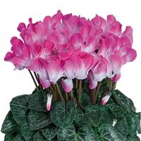 Indiaka<sup>®</sup> Midi Rose Cyclamen