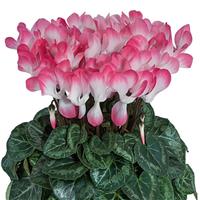 Indiaka<sup>®</sup> Midi Salmon Cyclamen
