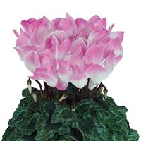 Indiaka<sup>®</sup> Midi Light Rose Cyclamen