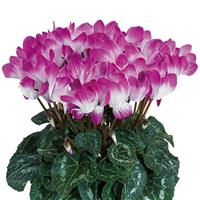 Indiaka<sup>®</sup> Midi Bright Purple Cyclamen