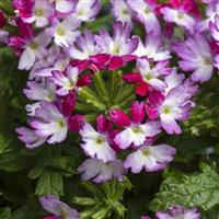 Muffin Magenta Rose Verbena