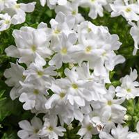 Muffin White Verbena