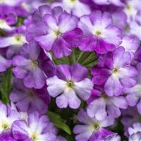 Muffin Lilac White Verbena