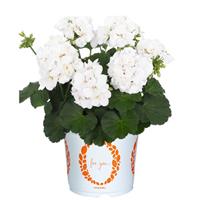 Big Eeze White Interspecific Geranium