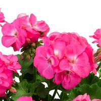 Big Eeze Pink Panther Interspecific Geranium