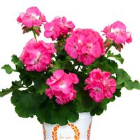 Big Eeze Pink Panther Interspecific Geranium