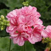 Big Eeze Pink Batik Interspecific Geranium
