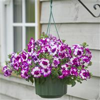 Veranda Double Nicola Petunia
