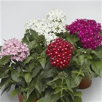 HoneyCluster Mix Pentas