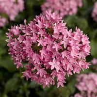 HoneyCluster Pink Pentas