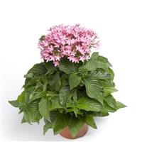 HoneyCluster Pink Pentas