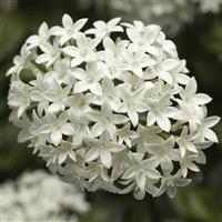 HoneyCluster White Pentas