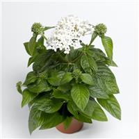 HoneyCluster White Pentas