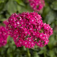 HoneyCluster Deep Rose Pentas