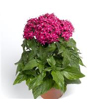 HoneyCluster Deep Rose Pentas
