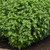 Everleaf Lemon Basil