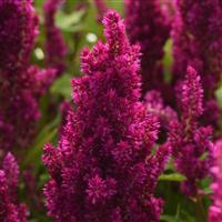 Sunday™ Purple Celosia