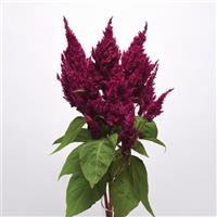 Sunday™ Purple Celosia