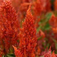 Sunday™ Bright Orange Celosia