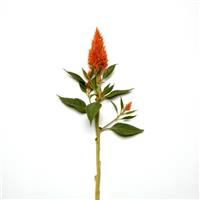 Sunday™ Bright Orange Celosia