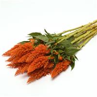 Sunday™ Bright Orange Celosia