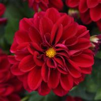 Dahlietta<sup>®</sup> Patty Dahlia