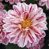 Dahlietta<sup>®</sup> Paula Dahlia