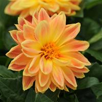 Dahlietta<sup>®</sup> Coby Dahlia