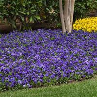 Frizzle Sizzle Blue Pansy