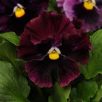 Frizzle Sizzle Burgundy Pansy