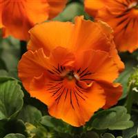Frizzle Sizzle Orange Pansy