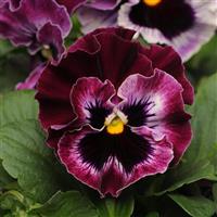 Frizzle Sizzle Raspberry Pansy