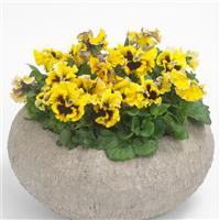 Frizzle Sizzle Yellow Pansy