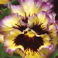 Frizzle Sizzle Lemonberry Pansy