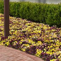 Frizzle Sizzle Mixture Pansy