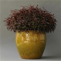 Red Threads Alternanthera