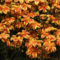 Bee Bold Bidens