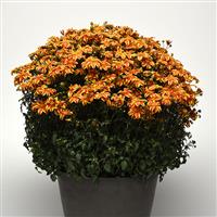 Bee Bold Bidens