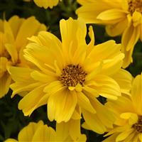 Sun Drop Double Yellow Bidens