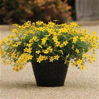 Sunbeam Bidens