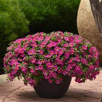 Bumble Bee™ Hot Pink Calibrachoa