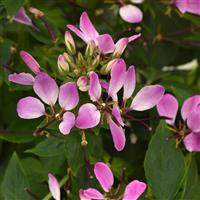 Lavender Dreams Cleome