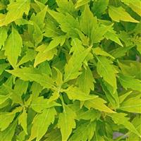 FlameThrower™ Salsa Verde Coleus